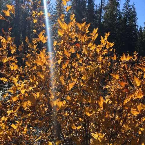 Pacific ninebark