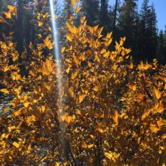 Pacific ninebark thumbnail 1