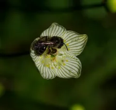 Parnassia Miner thumbnail 3