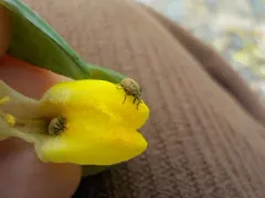 Rhinusa neta thumbnail 2