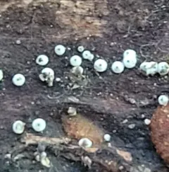 woolly woodwart thumbnail 1