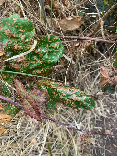 Tubakia Leaf Blotch