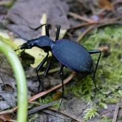 Velvet Snail-eating Beetle thumbnail 2