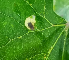Aspilanta oinophylla thumbnail 1