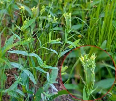 large canadian st. john's-wort thumbnail 2