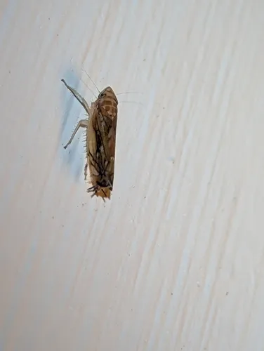 American Grapevine Leafhopper