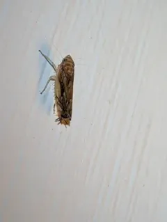 American Grapevine Leafhopper thumbnail 1