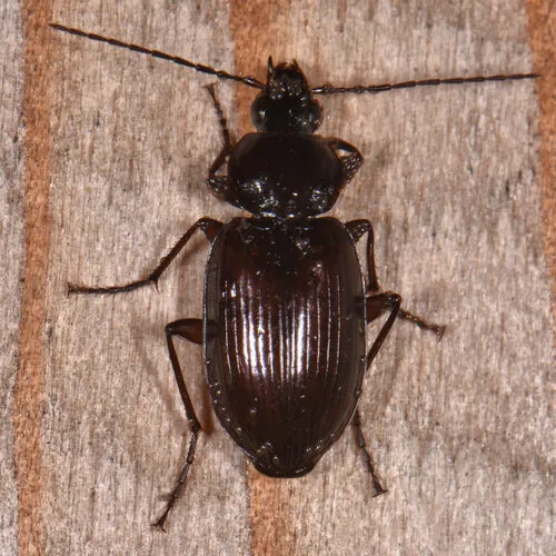 Agonum tenue