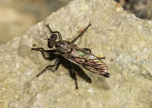 Lasiopogon fumipennis