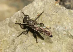 Lasiopogon fumipennis thumbnail 1