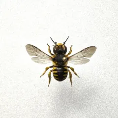 Florentine Woolcarder Bee thumbnail 3