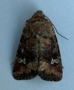 Brown Arches Moth thumbnail 2