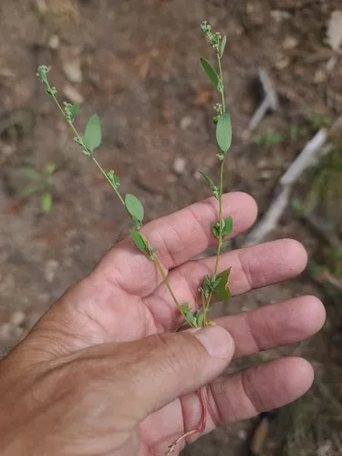 pinyon goosefoot