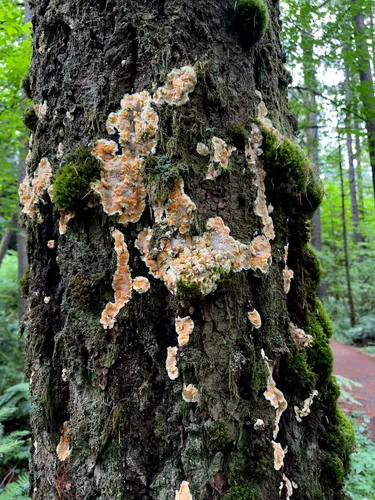 Meruliporia incrassata