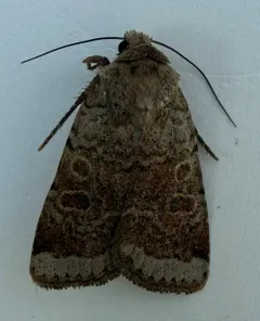 Abagrotis scopeops thumbnail 2