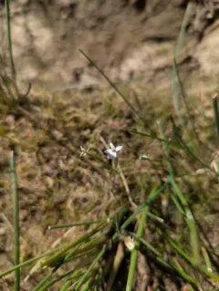 Great Basin downingia thumbnail 2