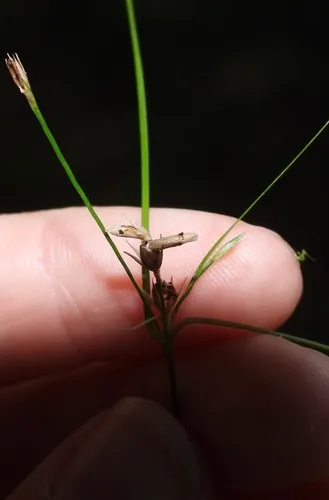 Coleophora quadrilineella