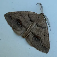 Spurred Wave Moth thumbnail 3