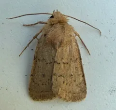 Alder Quaker thumbnail 2