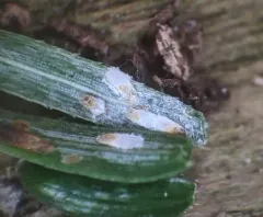 Elongate hemlock scale thumbnail 3