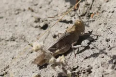 California Rose-winged Grasshopper thumbnail 2