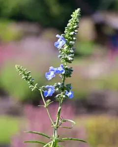 giant blue sage thumbnail 2