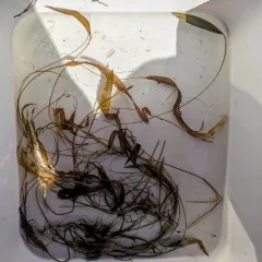 Longleaf Pondweed thumbnail 4