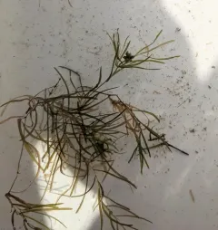 Berchtold's pondweed thumbnail 2