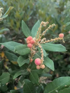 Chinquapin Flower Gall Wasp thumbnail 2