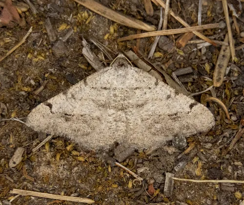 Digrammia delectata
