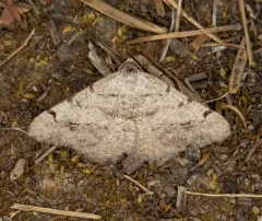 Digrammia delectata thumbnail 1