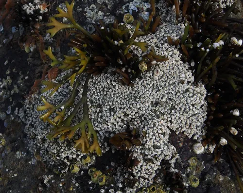 Paradialychone ecaudata