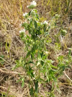 Whorled Mountain Mint thumbnail 3