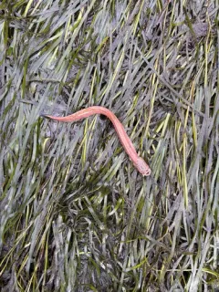 Dwarf Wrymouth thumbnail 2