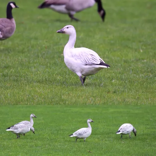 Snow Goose
