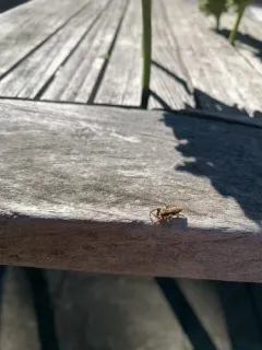 Fencepost jumping spider thumbnail 3