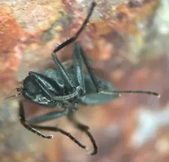 Chersodromia parallela thumbnail 4