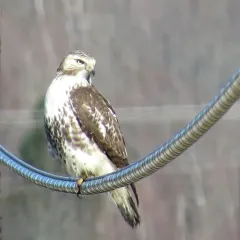 Red-tailed Hawk thumbnail 3