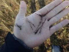 clustered toad rush thumbnail 4