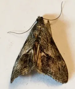 Evergestis subterminalis thumbnail 4