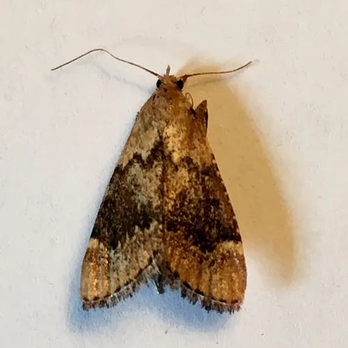 Hypsopygia phoezalis