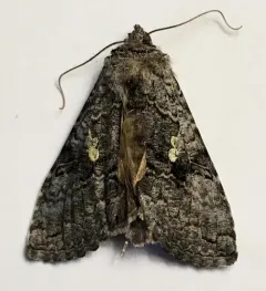 Spruce False Looper Moth thumbnail 3