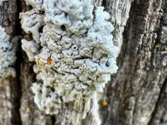 Frosted Rosette Lichen thumbnail 2