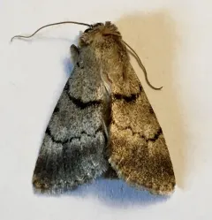 Sympistis sokar thumbnail 2