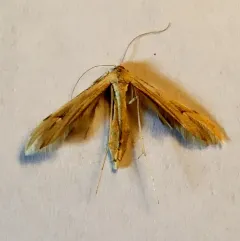 Western Plume Moth thumbnail 2