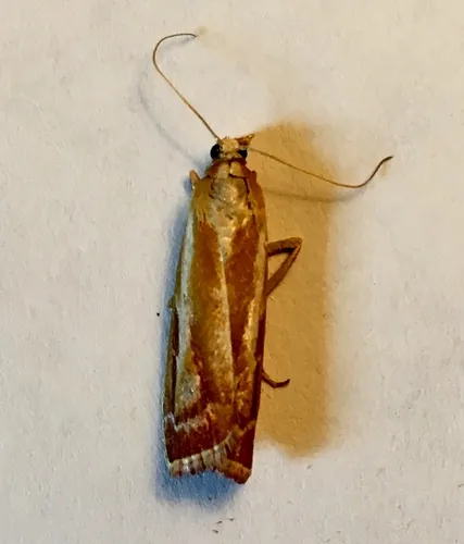 Dioryctria rossi