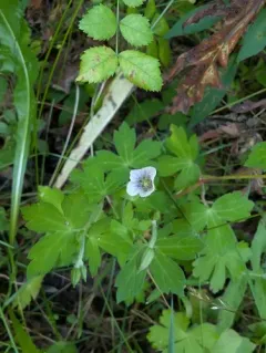 Thunberg's Geranium thumbnail 2
