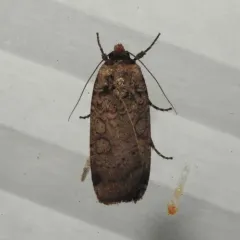 Brown-collared Dart thumbnail 2