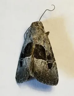 Sympistis umbrifascia thumbnail 4
