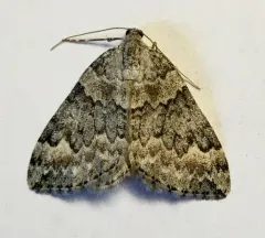Dysstroma brunneata thumbnail 1